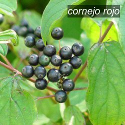 cornejo rojo1 cornejo rojo1