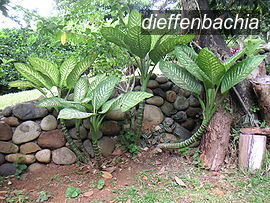dieffenbachia1 dieffenbachia1