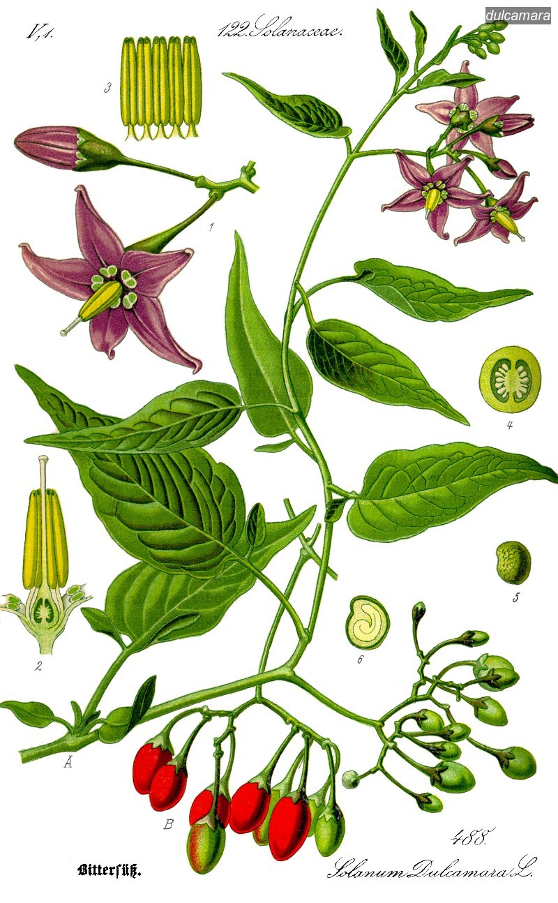 dulcamara2
