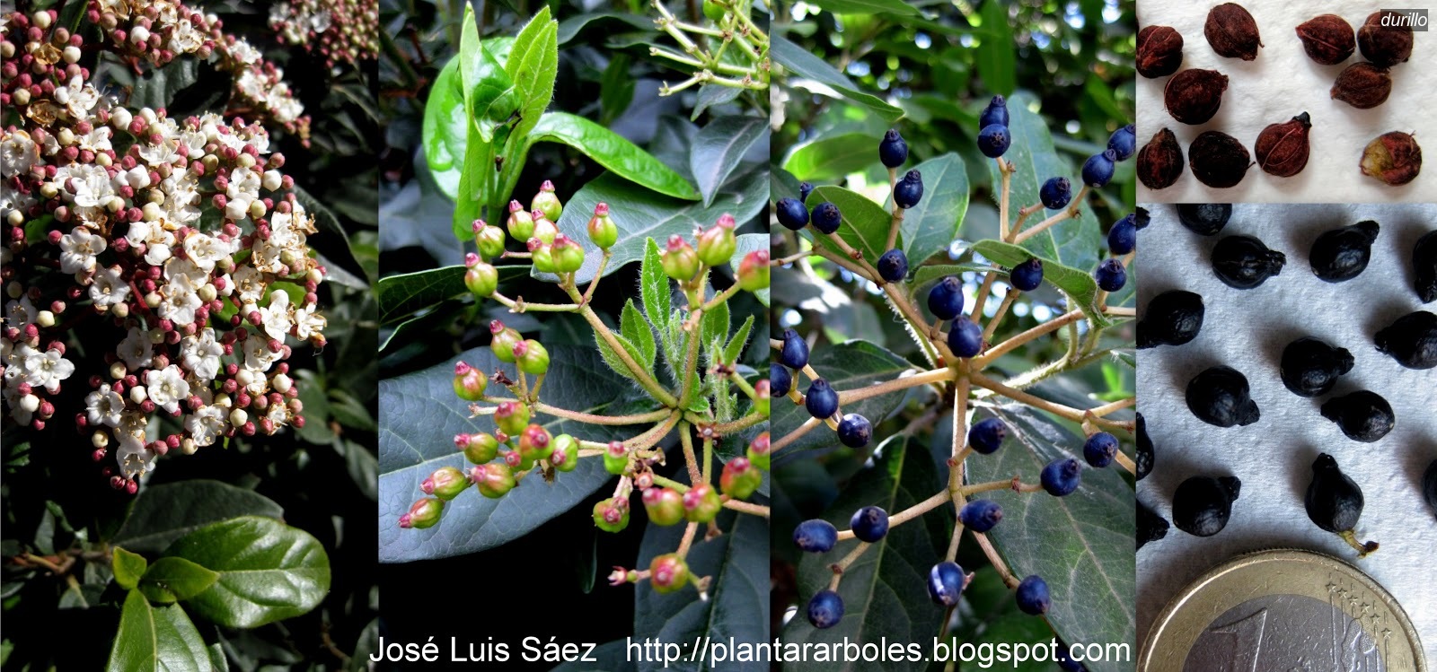 Durillo Viburnum tinus