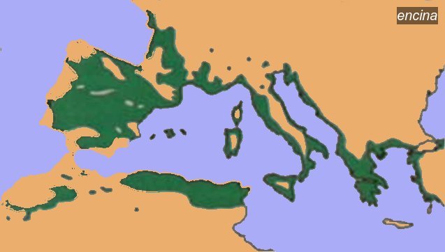 encina0