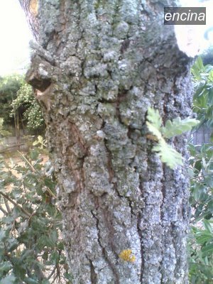 encina3