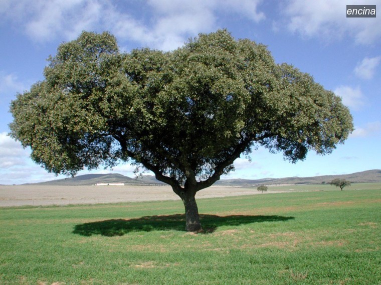 encina4