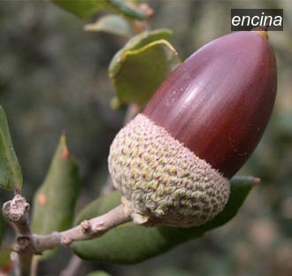 encina5