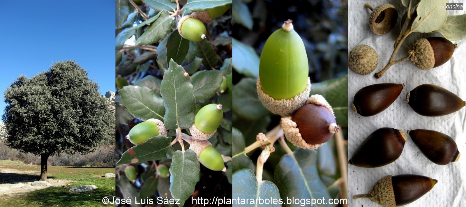 Encina Quercus ilex