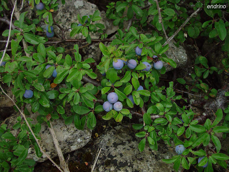 endrino prunus spinosa sleedoorn06