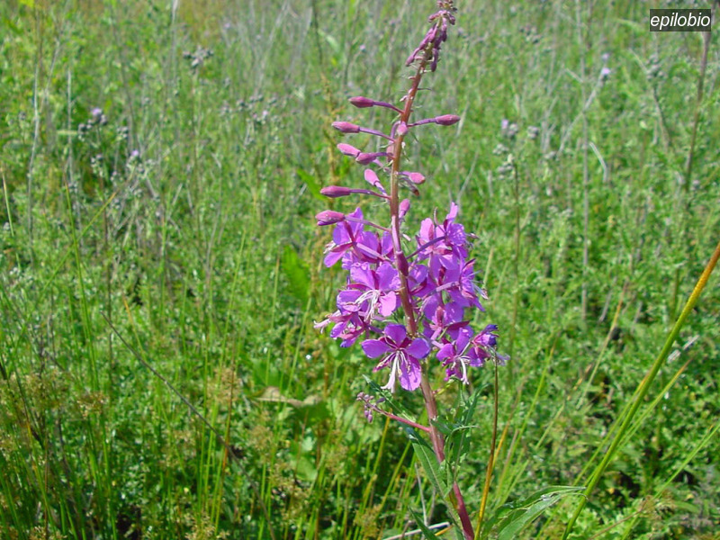 epilobio epilobium angustifolium wilgenroosje03 epilobio epilobium angustifolium wilgenroosje03