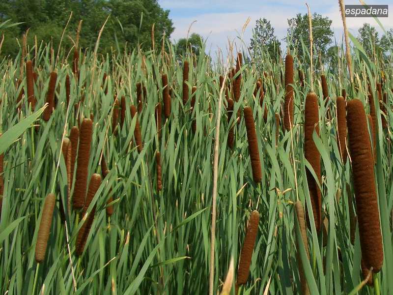 espadana typha angustifolia0