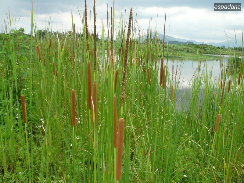 espadana typha angustifolia1