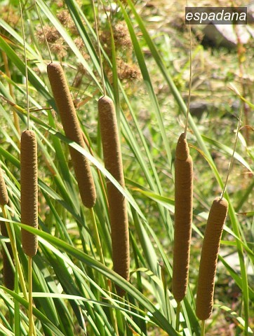 espadana typha domingensis0