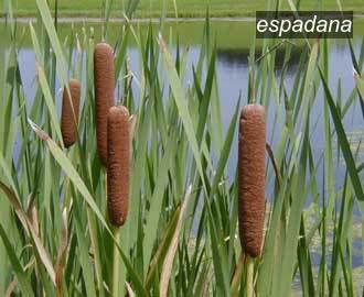 espadana typha latifolia0