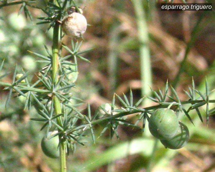 esparrago triguero1 esparrago triguero1