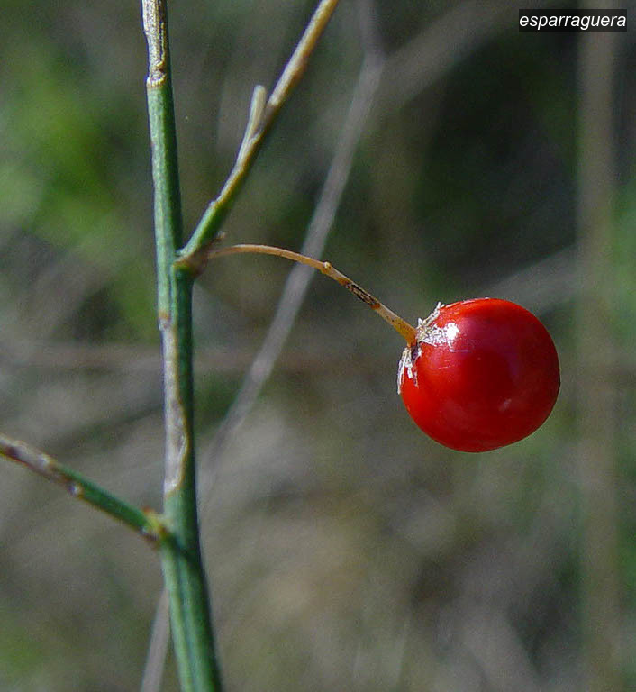 esparraguera3 esparraguera3
