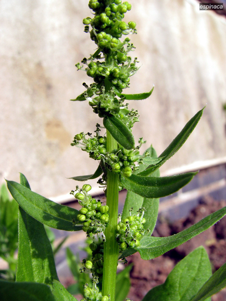 espinaca2 espinaca2