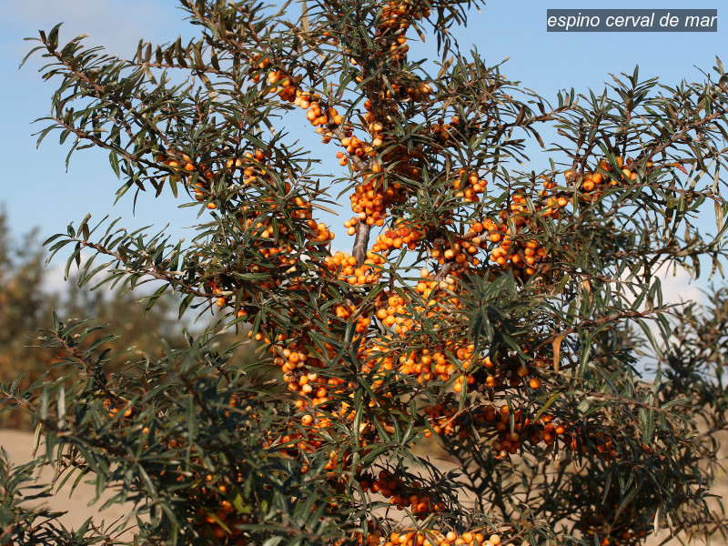 espino cerval de mar hippophae rhamnoides 02 5774 espino cerval de mar hippophae rhamnoides 02 5774