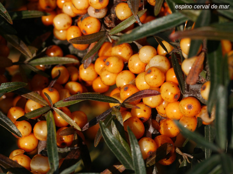 espino cerval de mar hippophae rhamnoides 07 5775 espino cerval de mar hippophae rhamnoides 07 5775