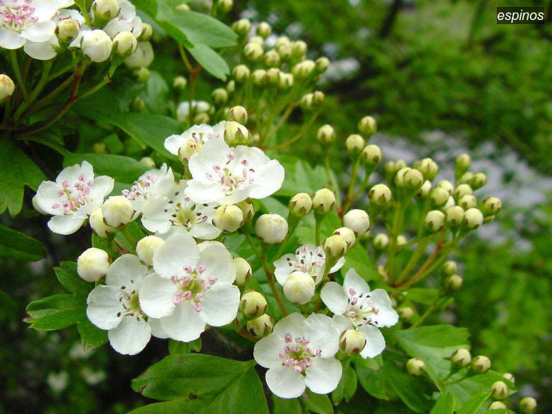 espinos crataegus monogyna eenstijlige meidoorn02 espinos crataegus monogyna eenstijlige meidoorn02