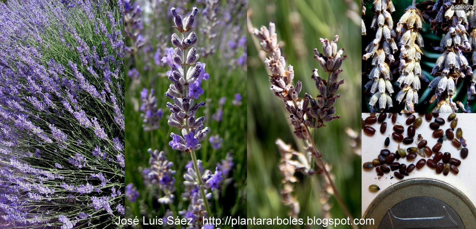 Espliego Lavandula angustifolia