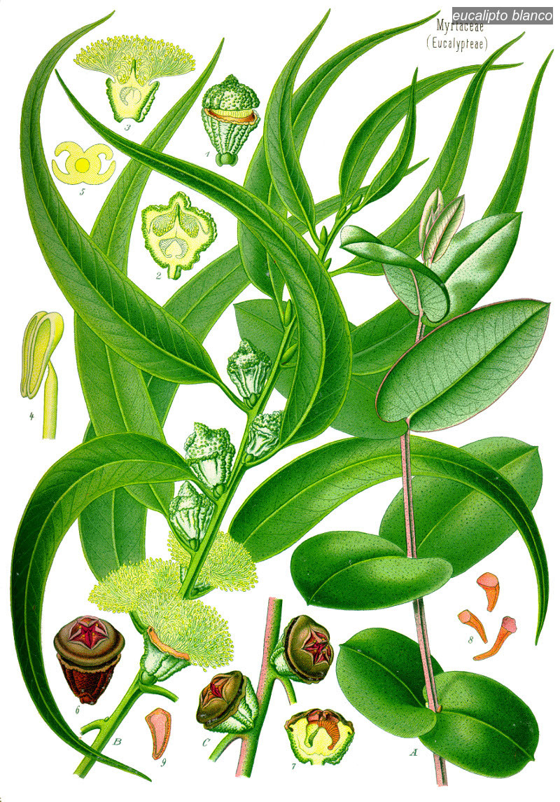 eucalipto blanco0