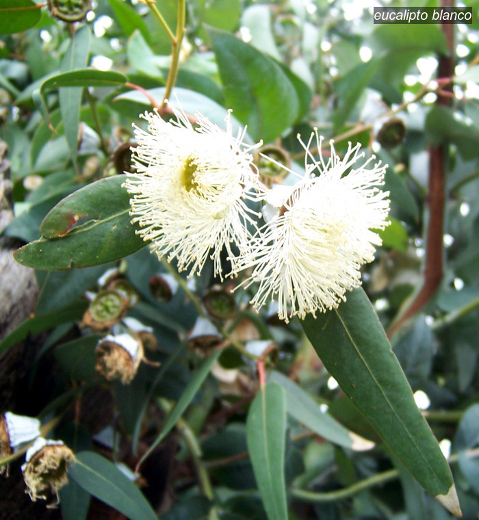eucalipto blanco1