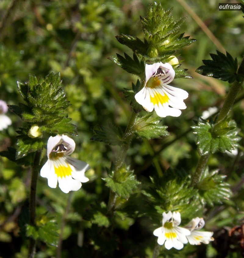 eufrasia0