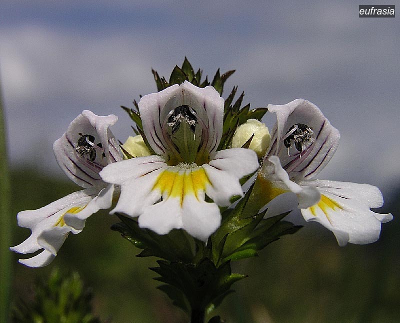 eufrasia1