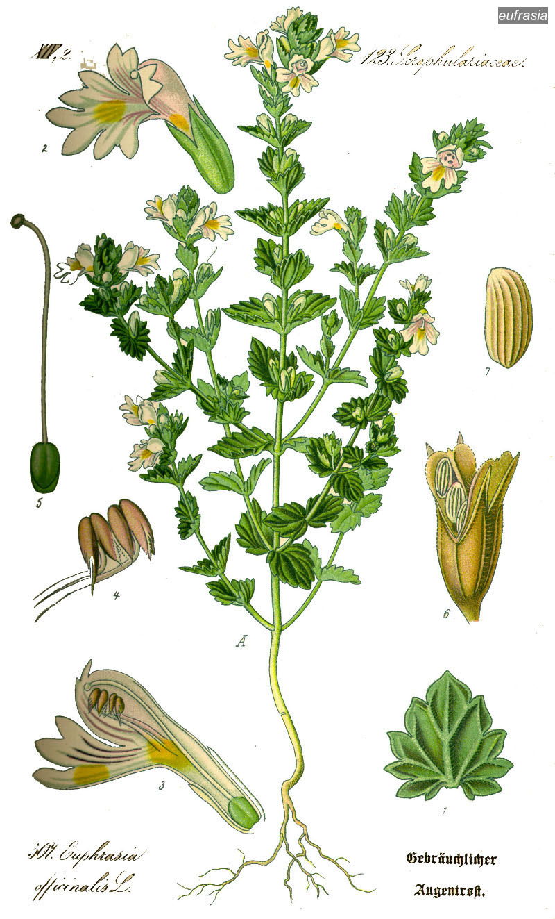 eufrasia2
