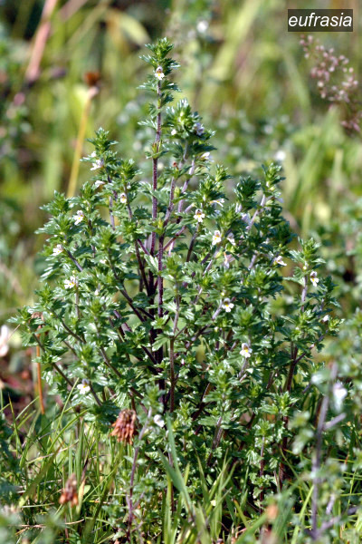 eufrasia4