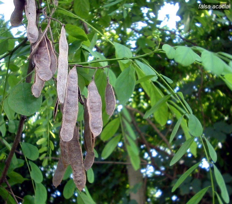 falsa acacia0