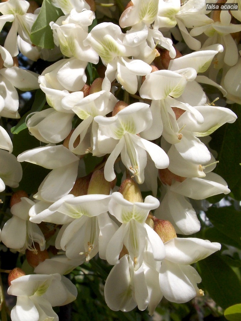falsa acacia1