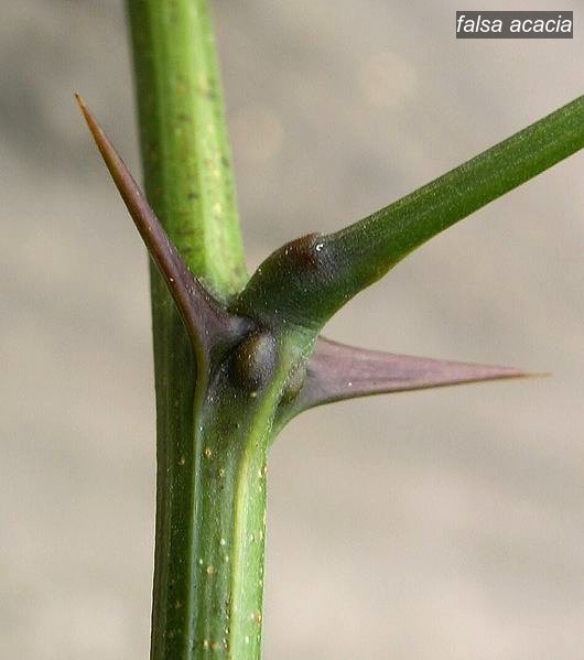 falsa acacia2