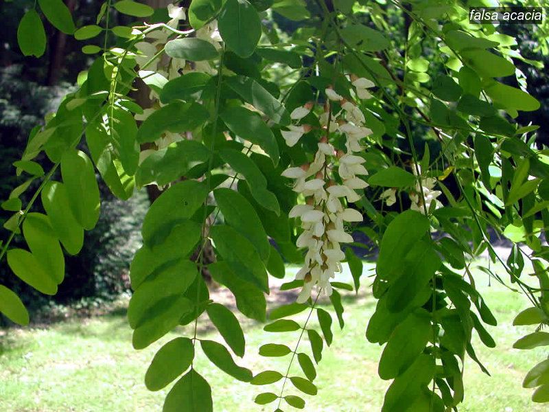 falsa acacia3