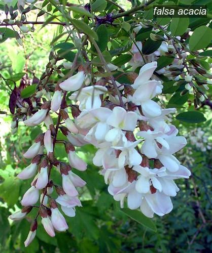 falsa acacia9