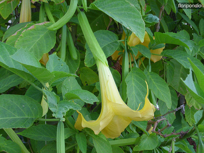 floripondio0 floripondio0