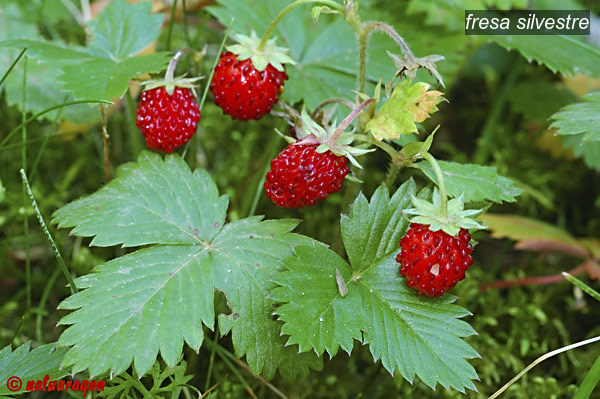 fresa silvestre1 fresa silvestre1