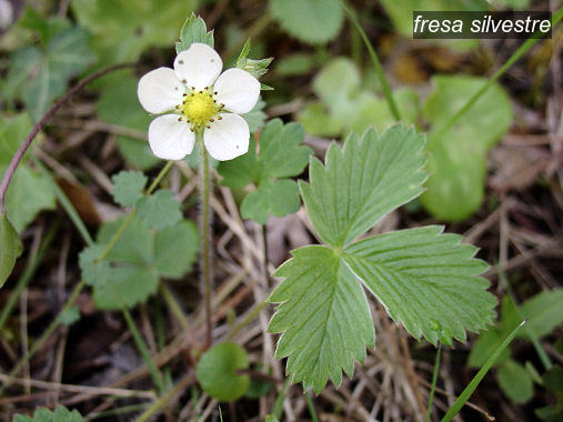 fresa silvestre2 fresa silvestre2