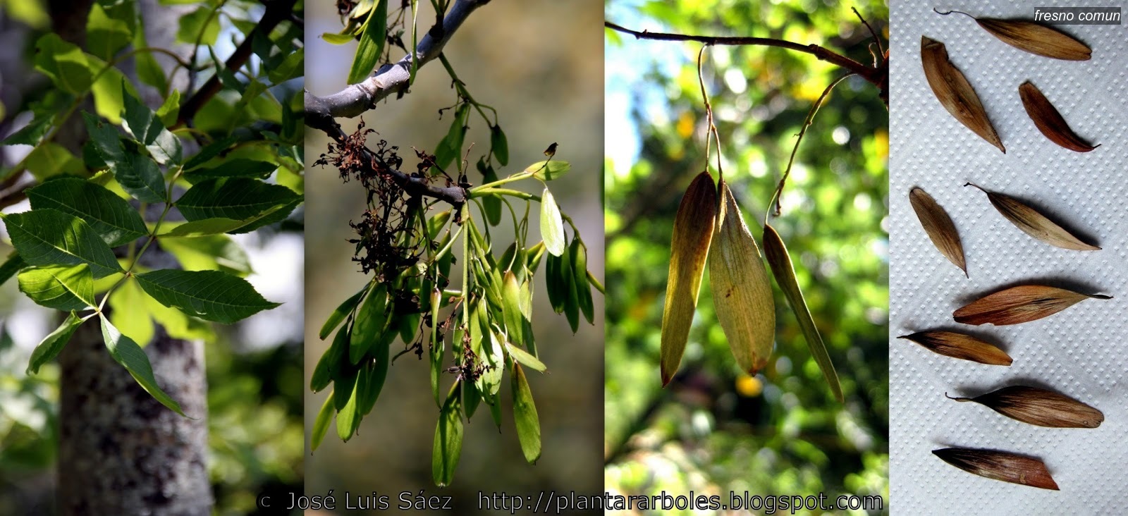 Fresno comun Fraxinus excelsior Fresno comun Fraxinus excelsior