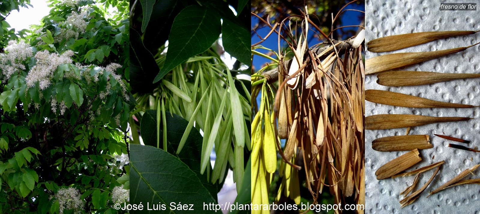 Fresno de flor Fraxinus ornus Fresno de flor Fraxinus ornus