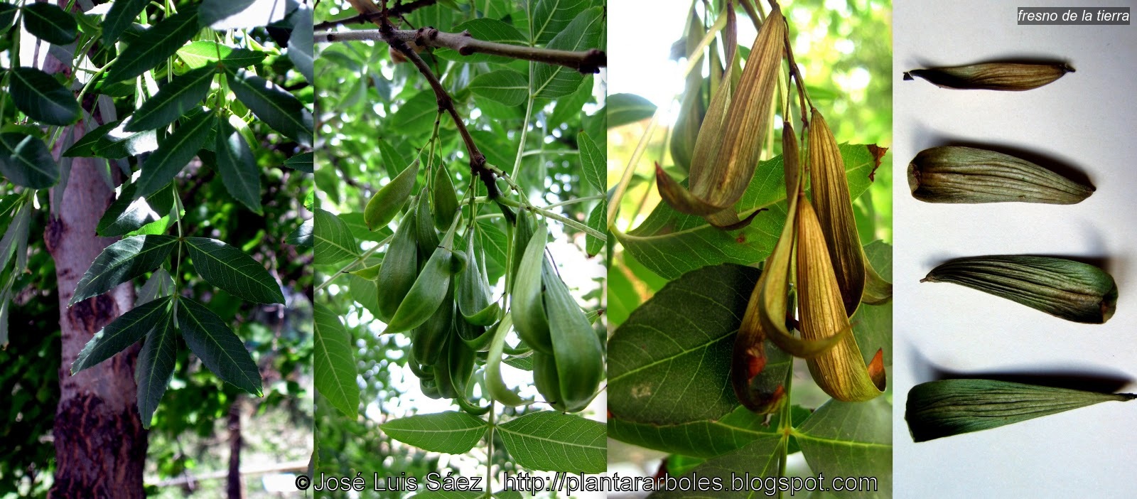Fresno de la tierra Fraxinus angustifolia Fresno de la tierra Fraxinus angustifolia