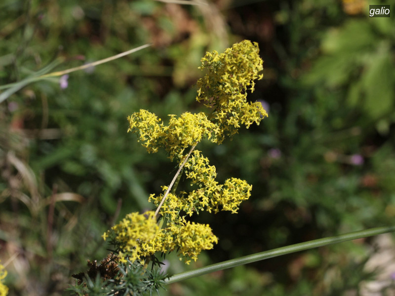galio galium verum 4416 galio galium verum 4416
