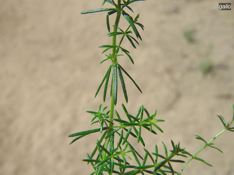 galio galium verum geel walstro04 galio galium verum geel walstro04