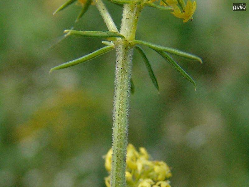galio galium verum geel walstro 09141 galio galium verum geel walstro 09141