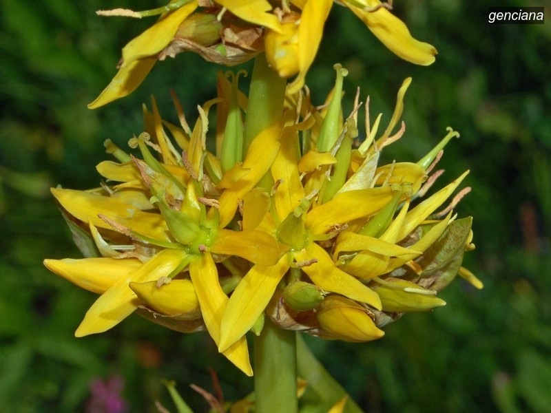 genciana2 genciana2
