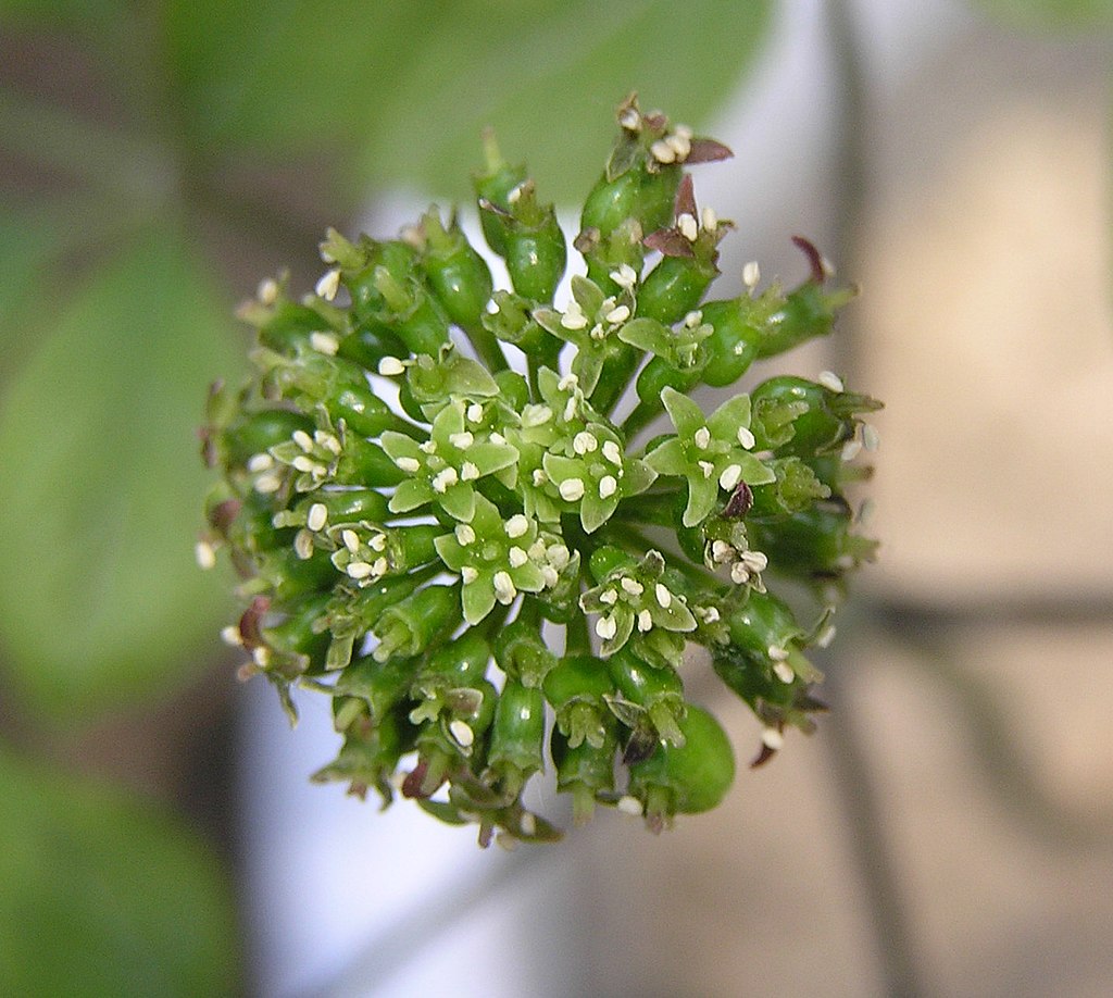 ginseng 04