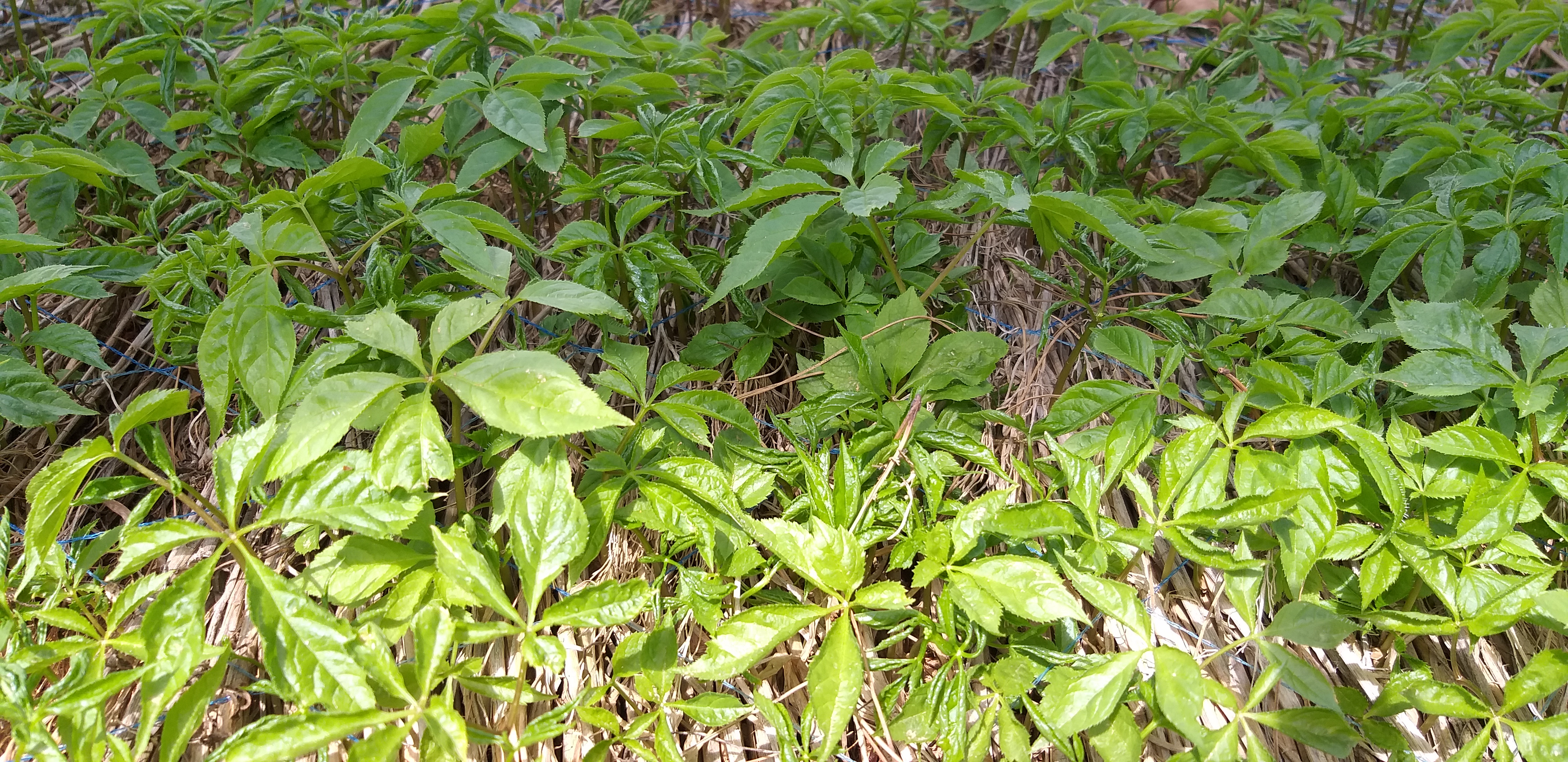 ginseng 05