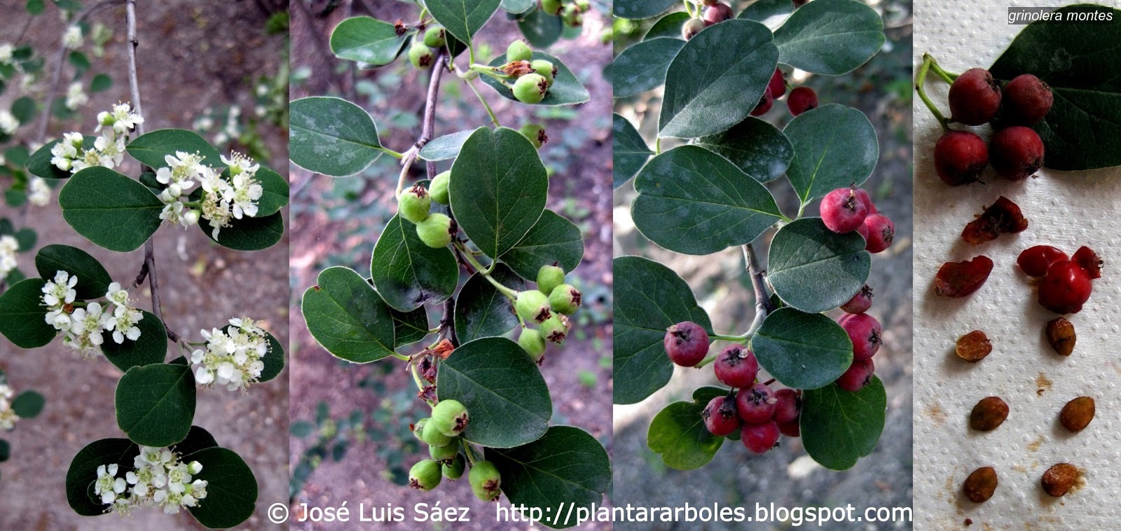 Grinolera montes Cotoneaster granatensis