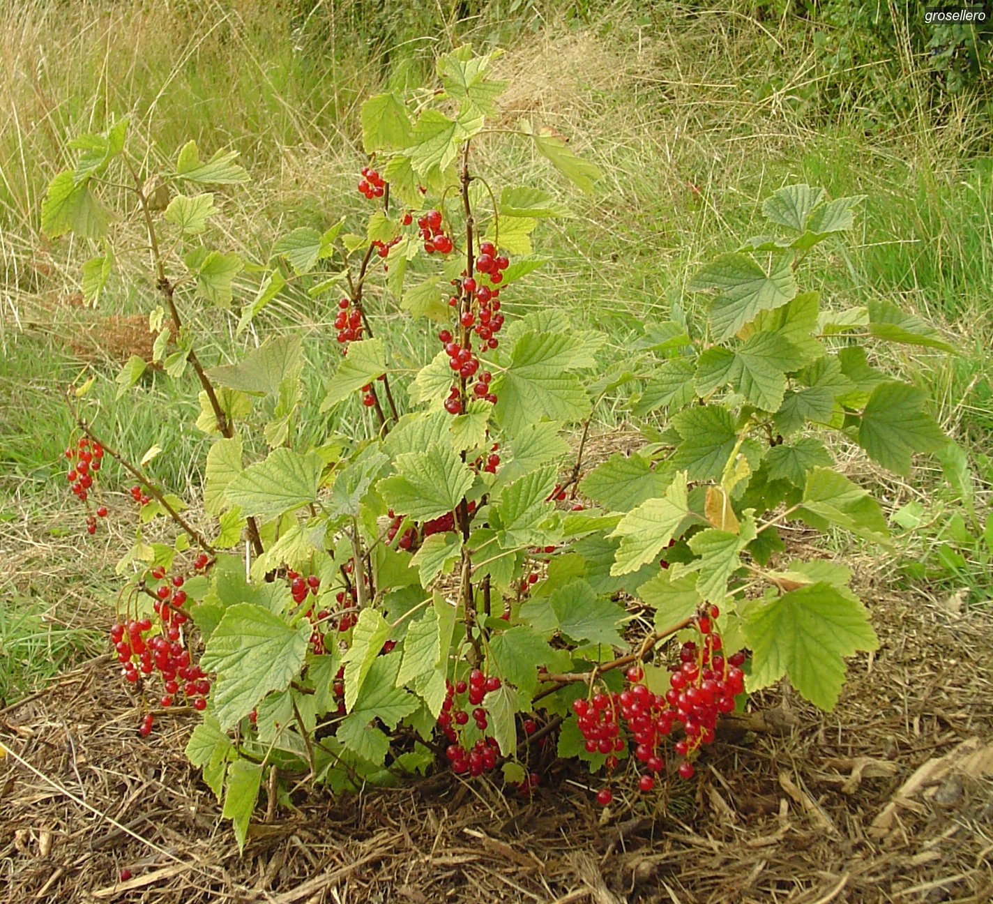 grosellero2