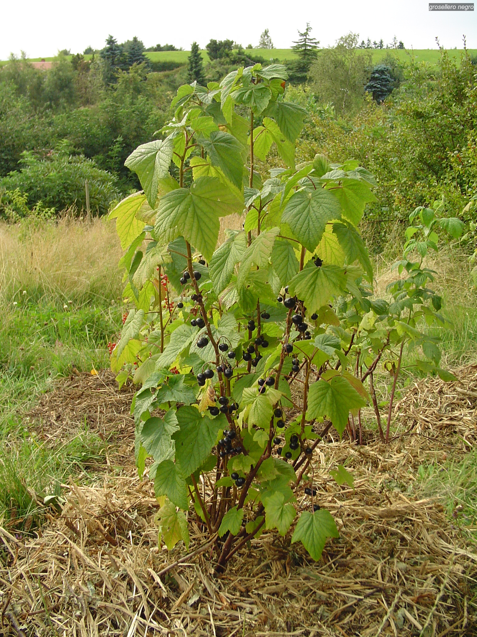 grosellero negro3 grosellero negro3