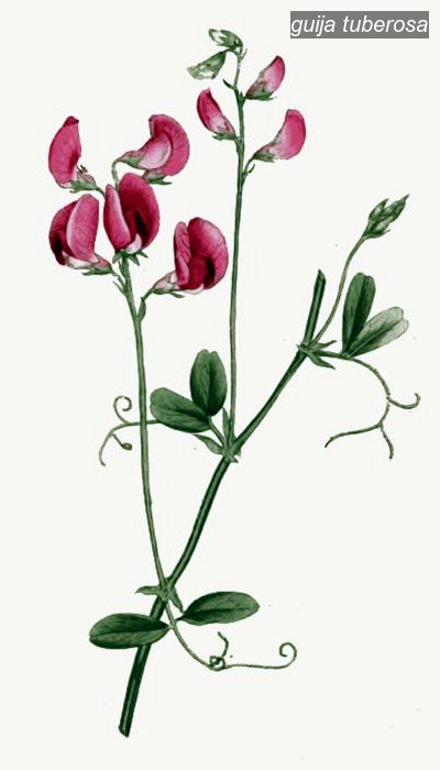 guija tuberosa0 guija tuberosa0