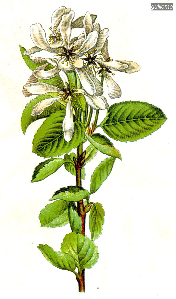guillomo3